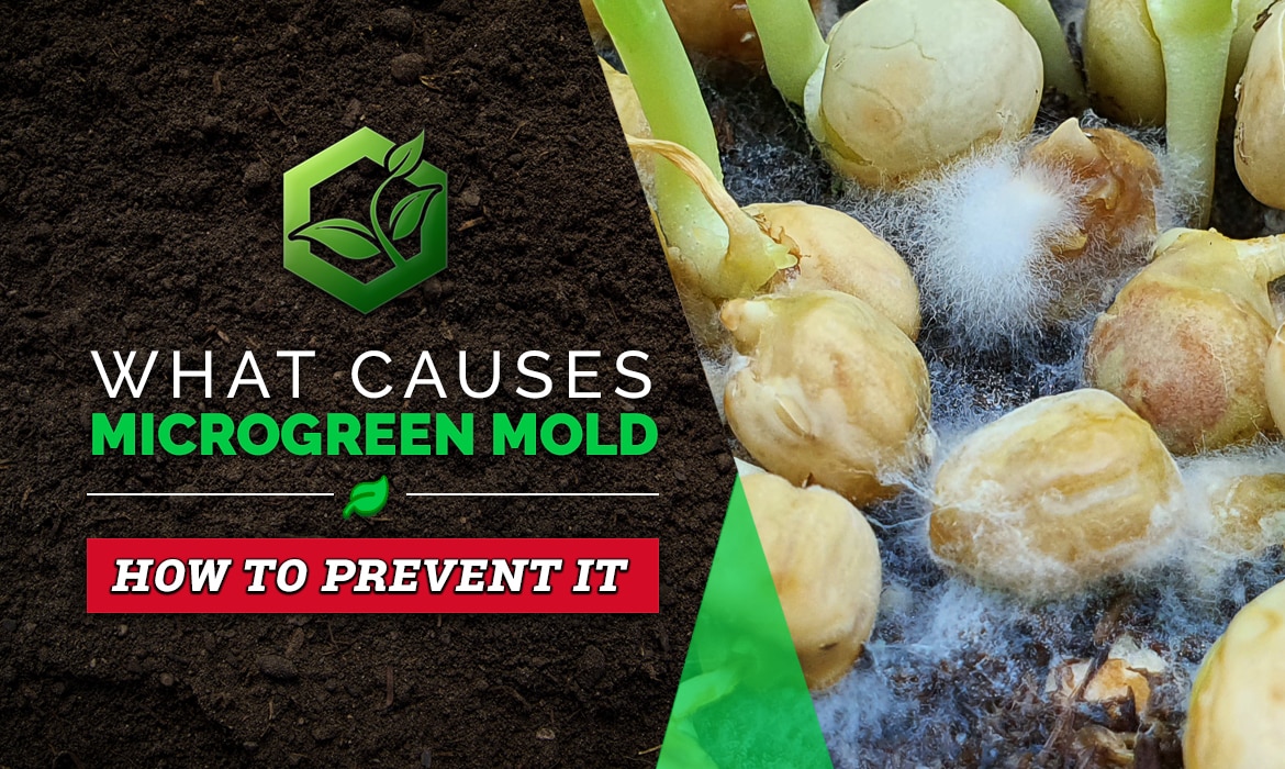 What Causes Microgreen Mold 7 Proven Tips To Prevent It