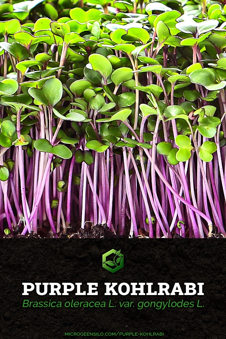 How To Grow Purple Kohlrabi Microgreens Quick And Easy